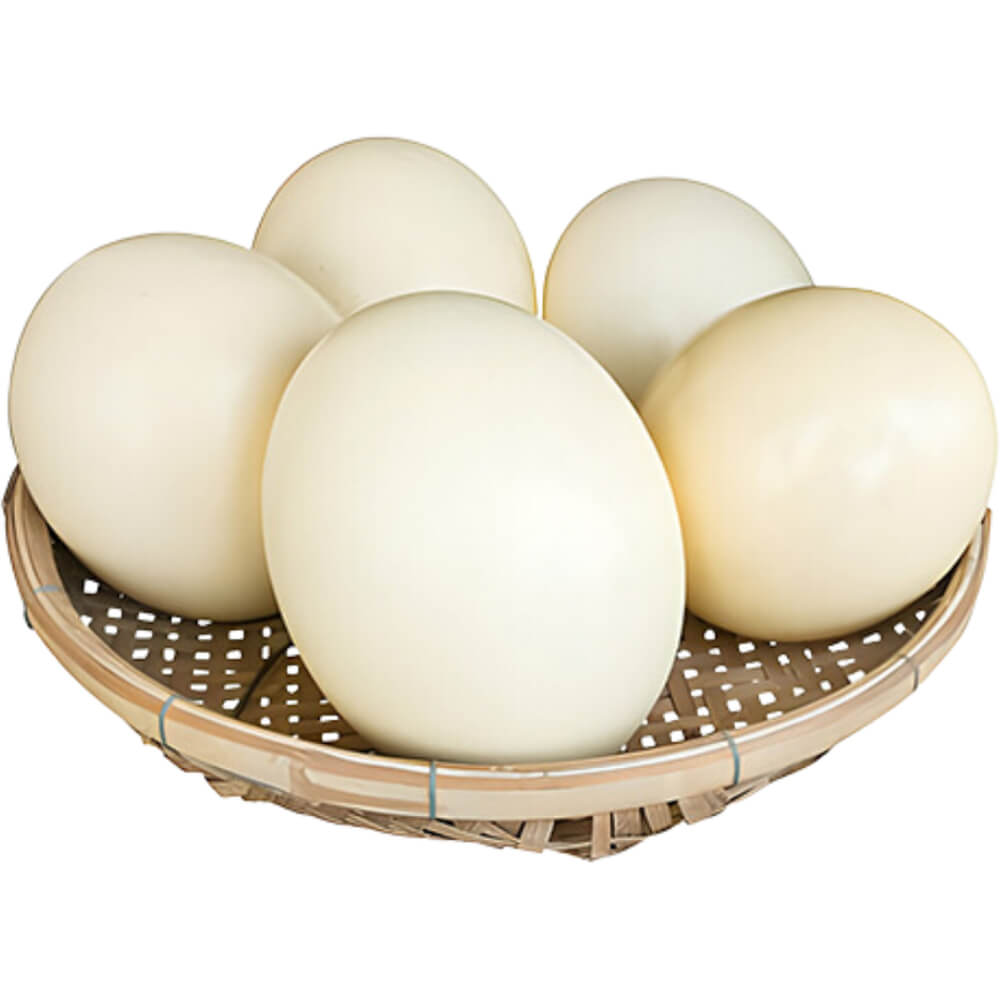 Ostrich Egg